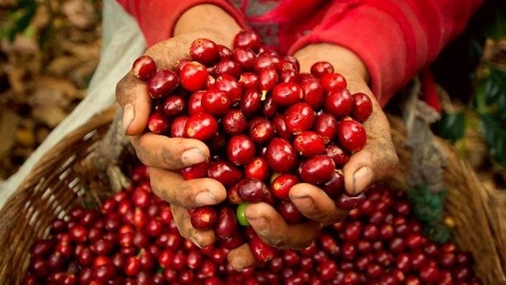 Giá cà phê hôm nay 18/7: Giá cà phê trong nước đi lên